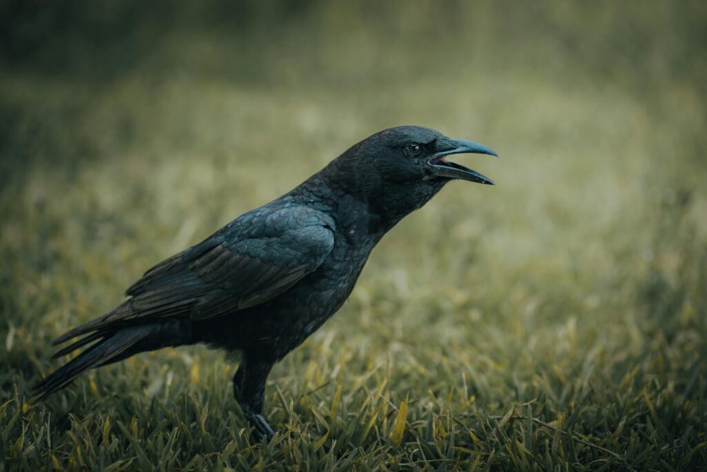 Detailed close-up photo of a crow standing on grass, perfect for nature wallpapers.