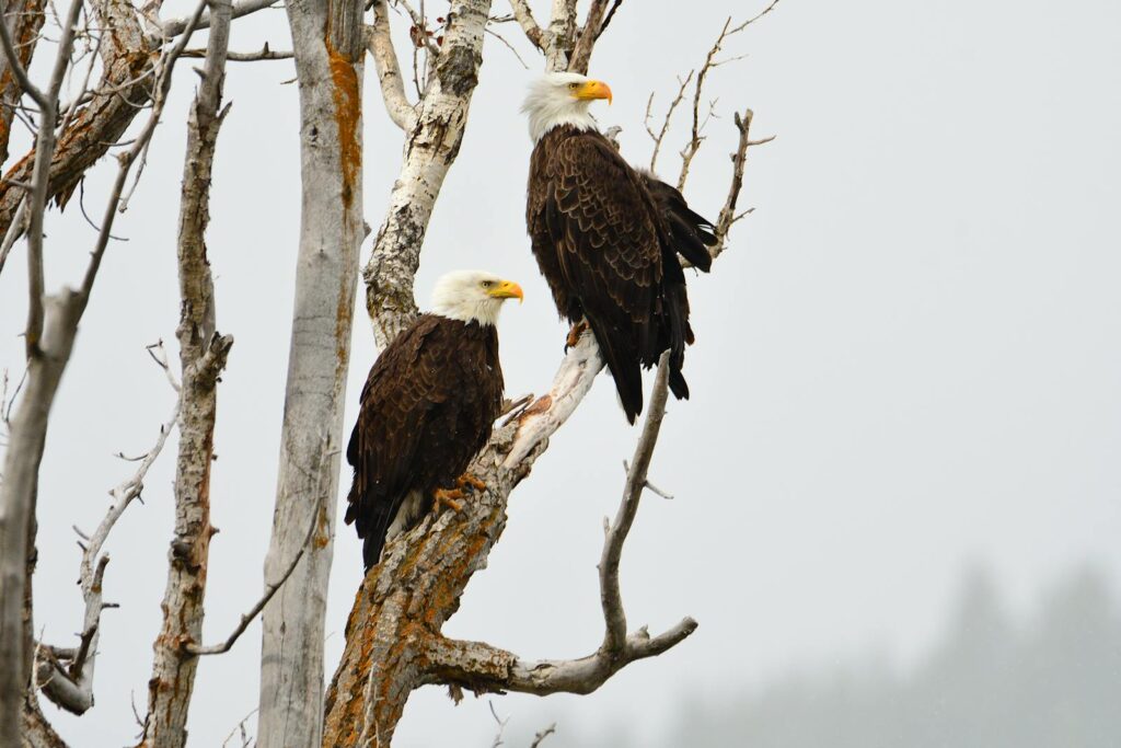 Two bald eagles with white heads and yellow beaks perch on bare tree branches.