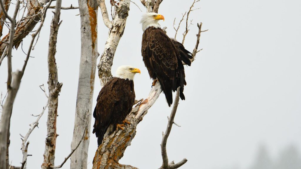 Two bald eagles with white heads and yellow beaks perch on bare tree branches.