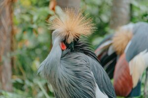 A beautiful grey crowned crane grooming its feathers in an outdoor setting.