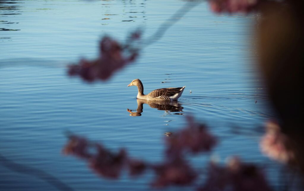 A peaceful scene of a goose swimming on a tranquil lake surrounded by cherry blossoms.
