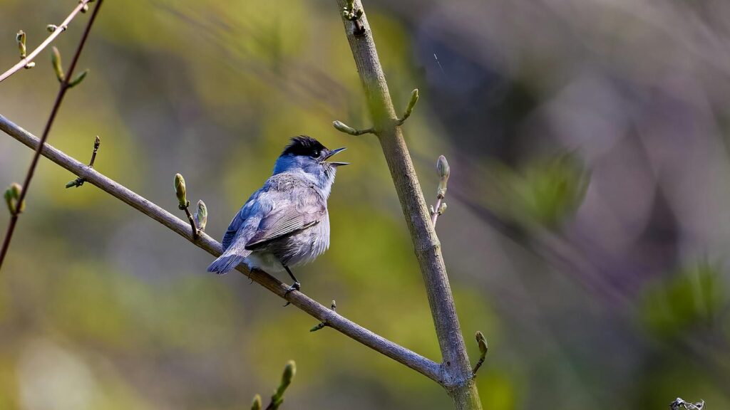 Close-up of a blackcap bird perched on a tree branch, singing amidst a vibrant spring background.
