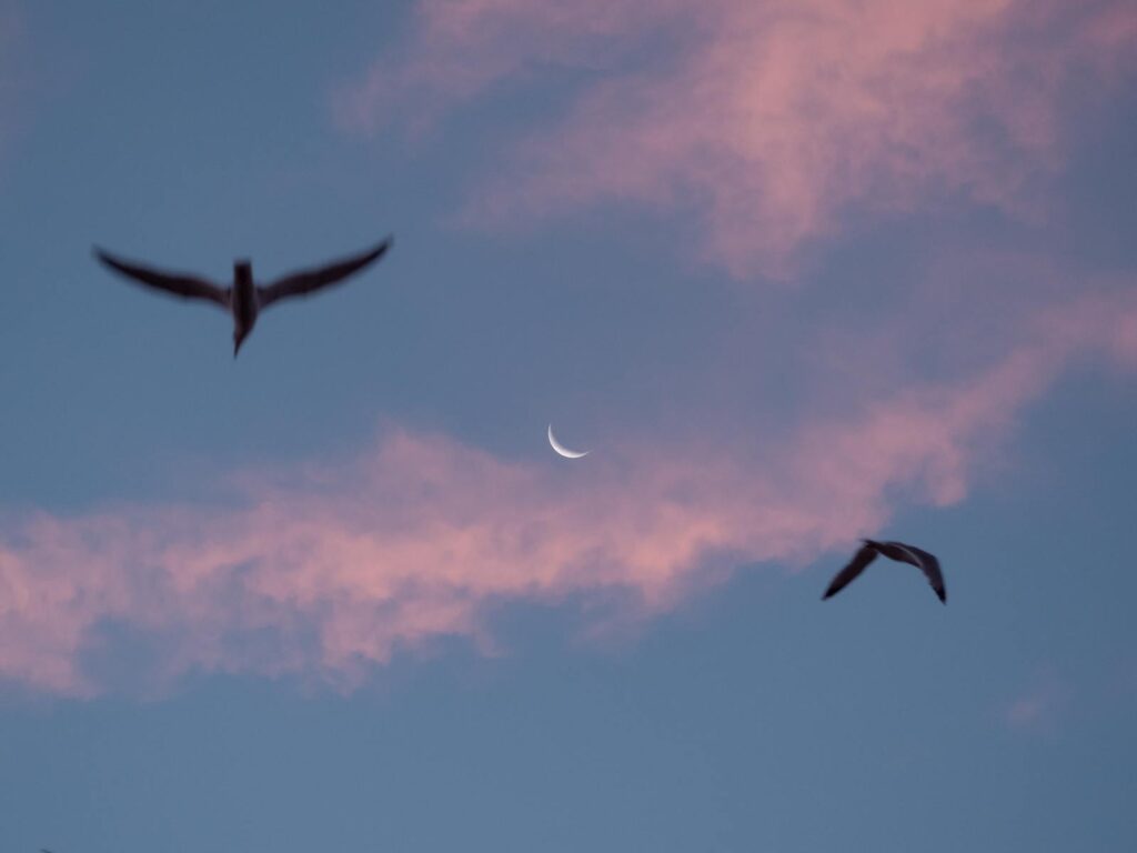Silhouettes of birds flying across a crescent moon in a pink twilight sky.