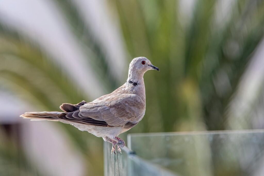 Close-up of a Eurasian collared-dove perched on a glass railing.