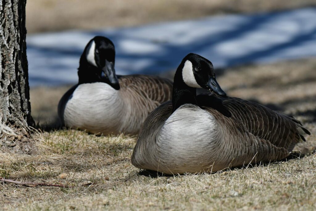 Two Canada geese rest on the ground near a tree trunk.