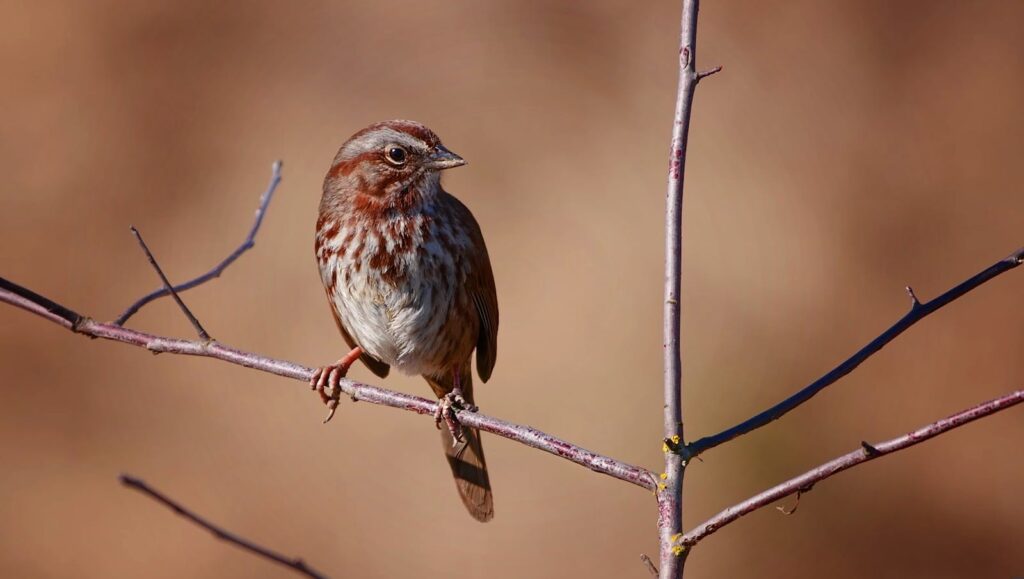 Close-up of a Song Sparrow perched on a twig in natural surroundings.