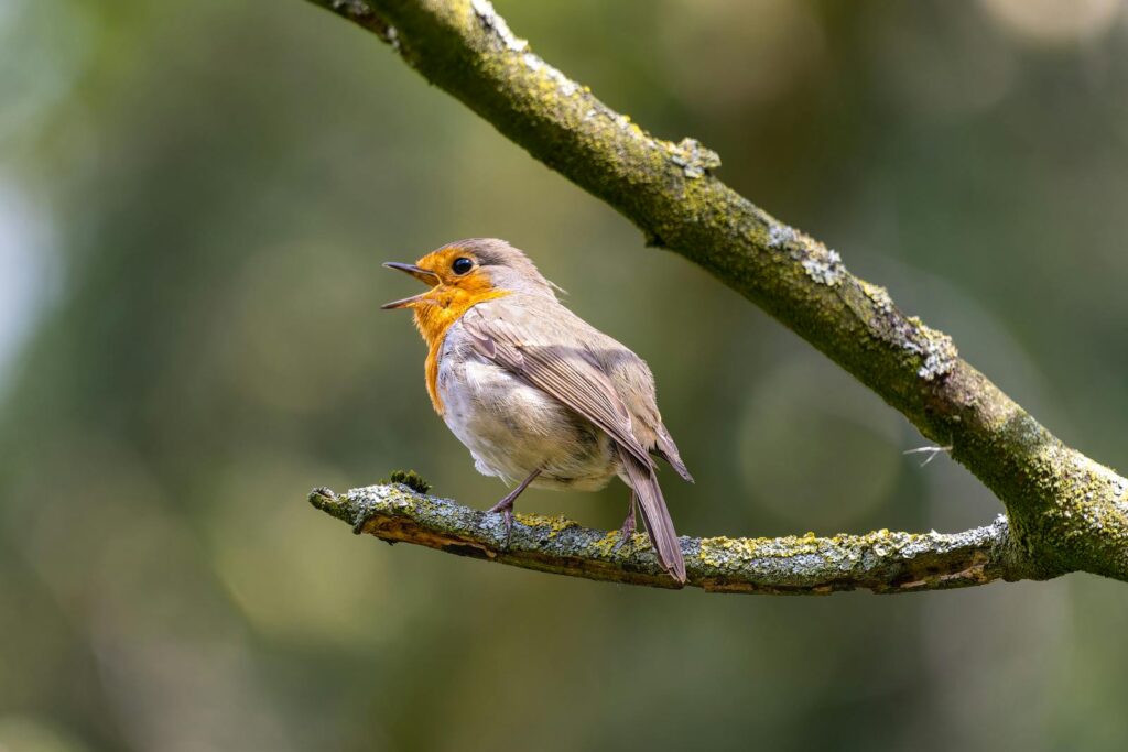 A European robin singing while perched on a mossy branch, captured in its natural habitat.