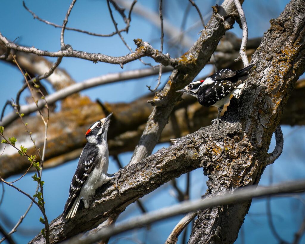 Captivating image of two Downy Woodpeckers perched on a tree under a clear blue sky.