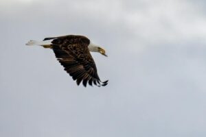 A bald eagle gracefully soars through the sky, showcasing its impressive wingspan.