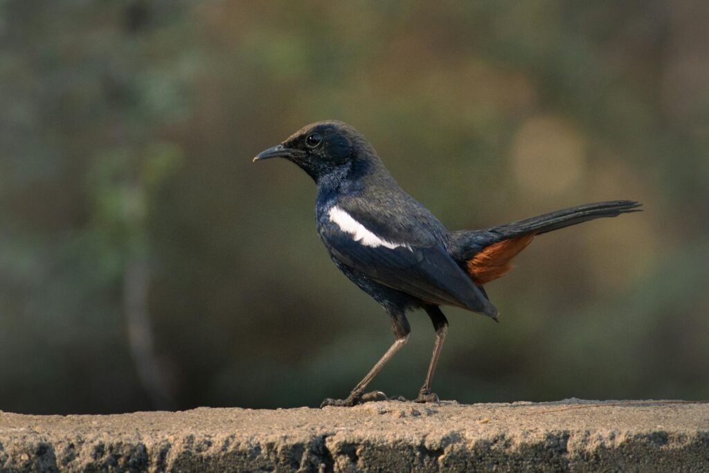 A stunning capture of a White Rumped Shama bird resting outdoors, showcasing its vibrant plumage.