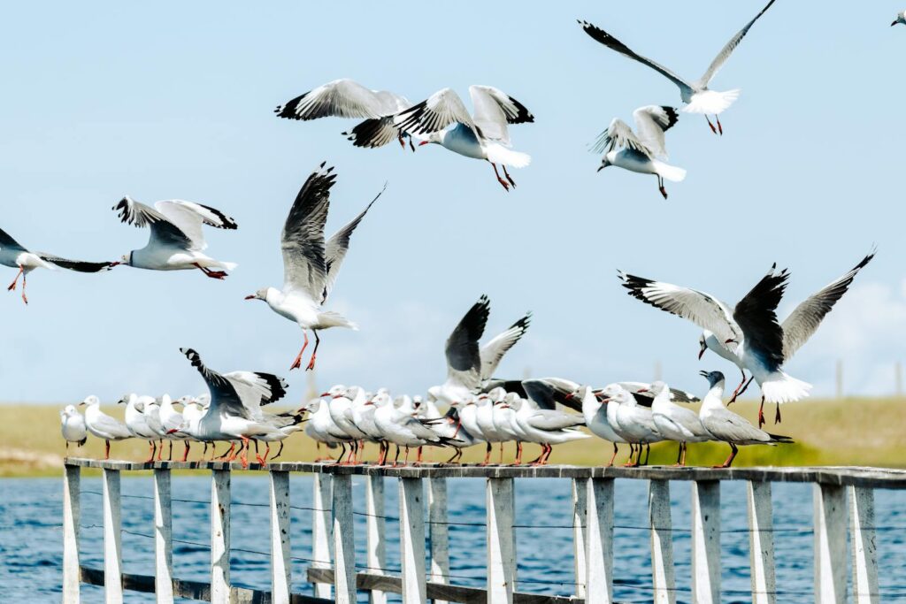 A flock of seagulls flying over a pier by the sea on a sunny day, showcasing wildlife.