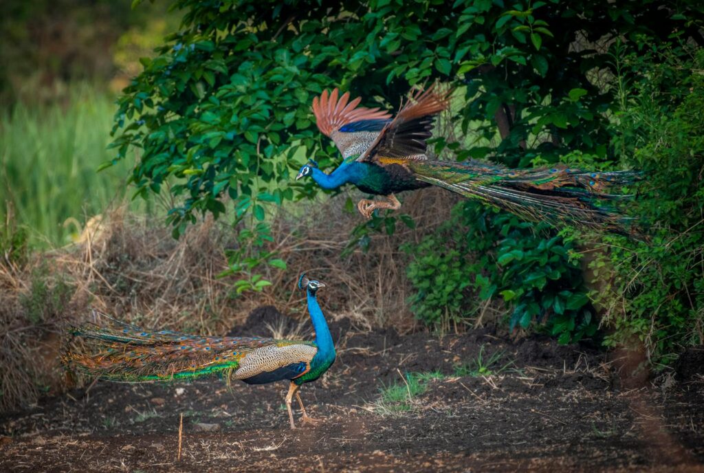 Majestic peacocks displaying vibrant plumage in a lush green forest setting,