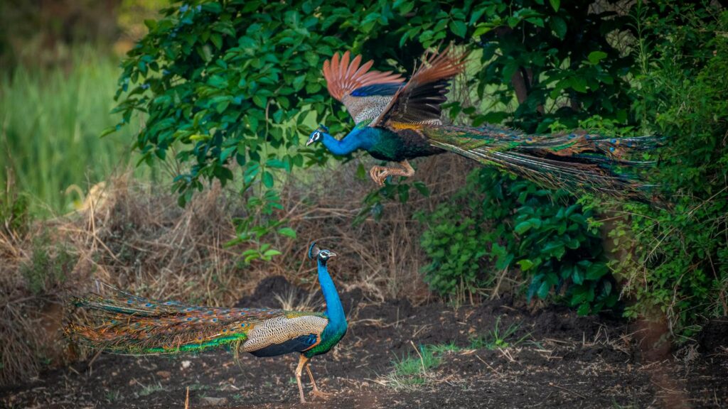 Majestic peacocks displaying vibrant plumage in a lush green forest setting,