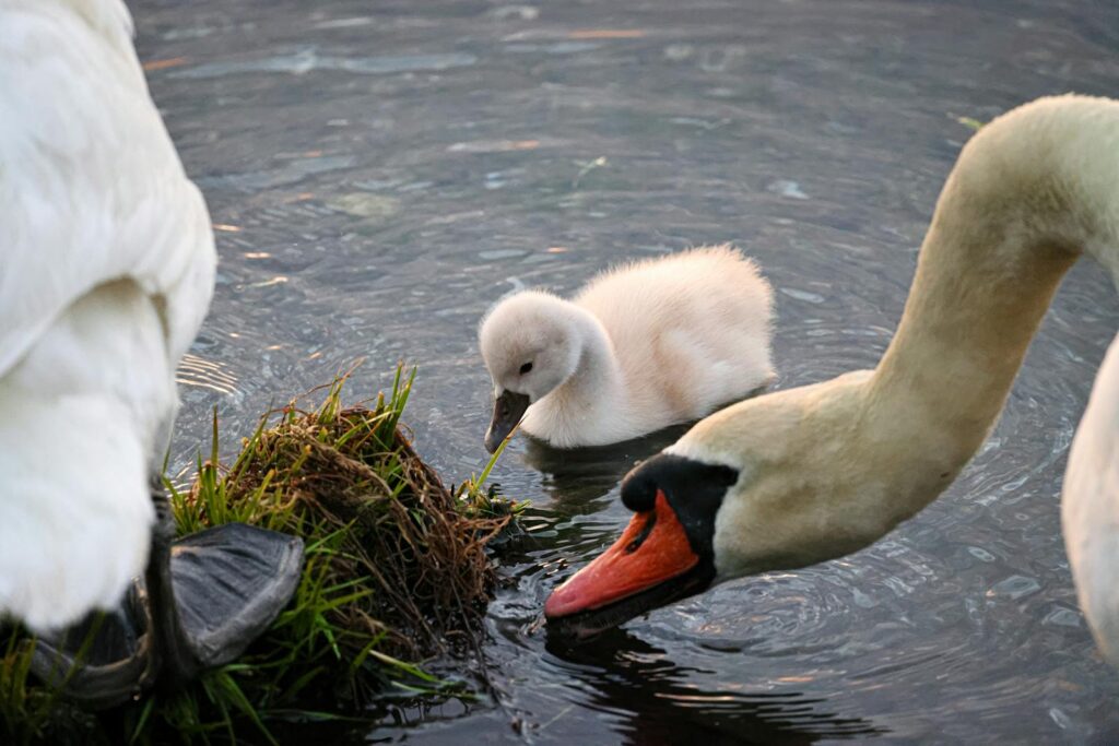 A tranquil scene of a cygnet surrounded by adult swans on a peaceful lake.