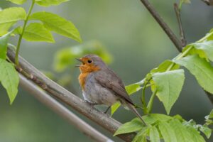 A vibrant European robin perched among fresh green leaves, singing softly.
