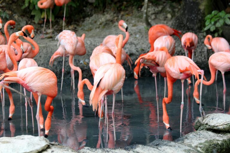 A group of greater flamingos wade in shallow water.