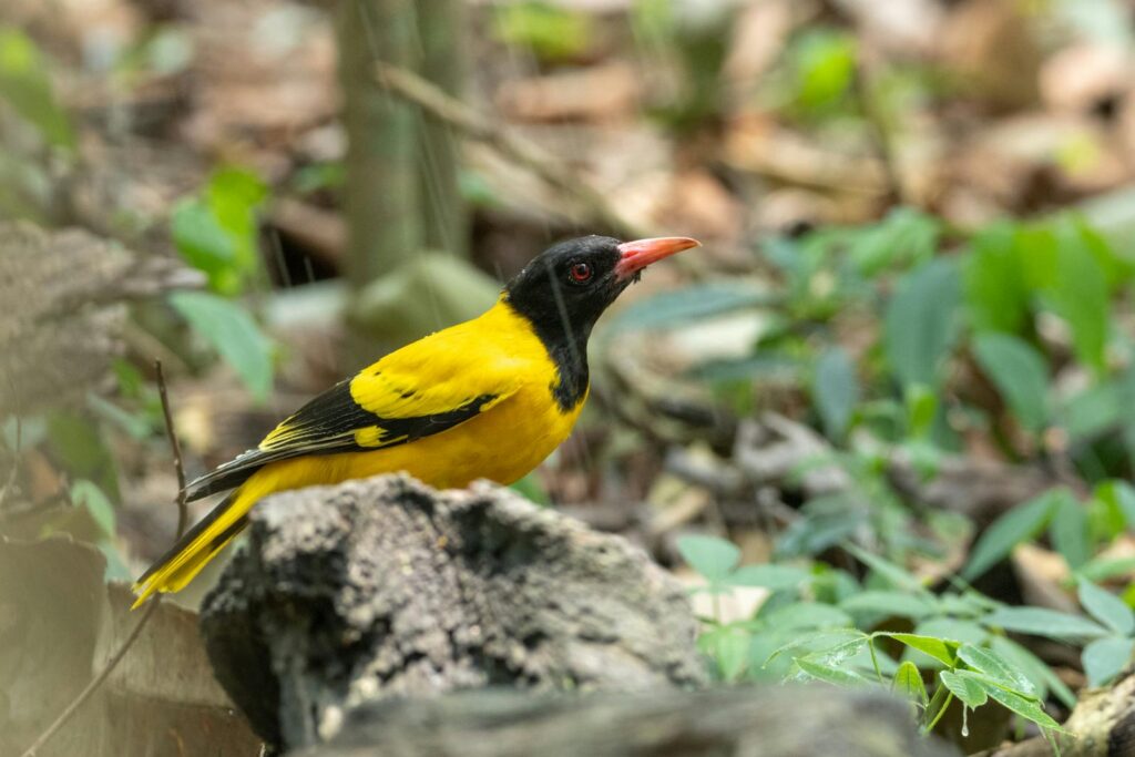 Close-up of a striking yellow black-hooded oriole perched on a branch in the forest.
