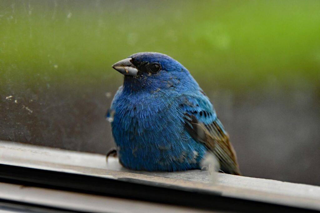 Close-up of a vibrant Indigo Bunting resting on a windowsill.