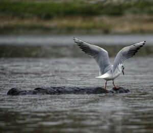Black-headed gull with wings spread, standing on a rock in calm waters.