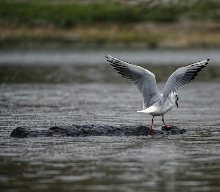 Black-headed gull with wings spread, standing on a rock in calm waters.