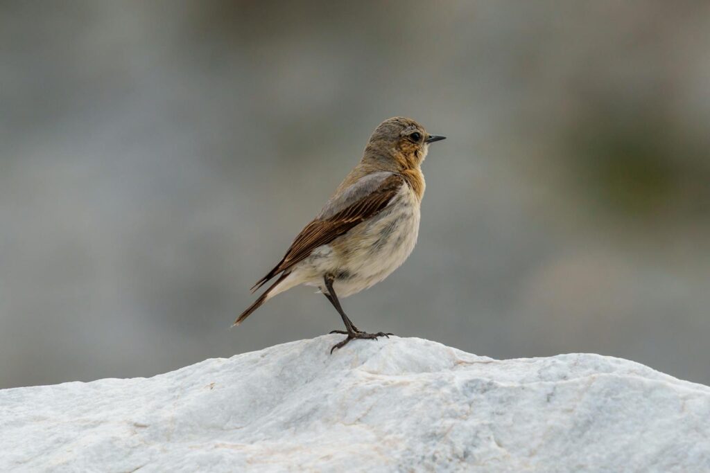 Close-up of a Northern Wheatear bird perched on a rocky surface outdoors.