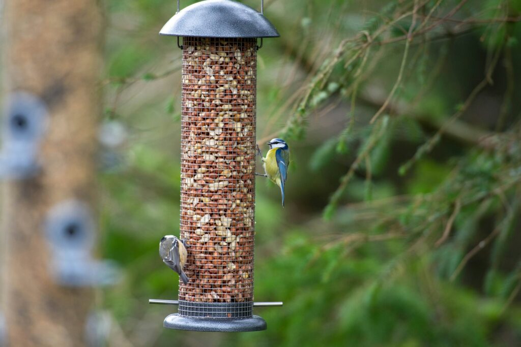 A Eurasian blue tit and a nuthatch feed on peanuts from a cylindrical bird feeder.