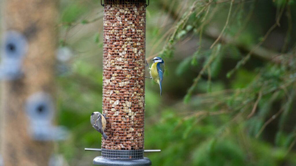 A Eurasian blue tit and a nuthatch feed on peanuts from a cylindrical bird feeder.