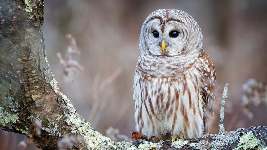 Barred owl perched on a lichen-covered tree branch.