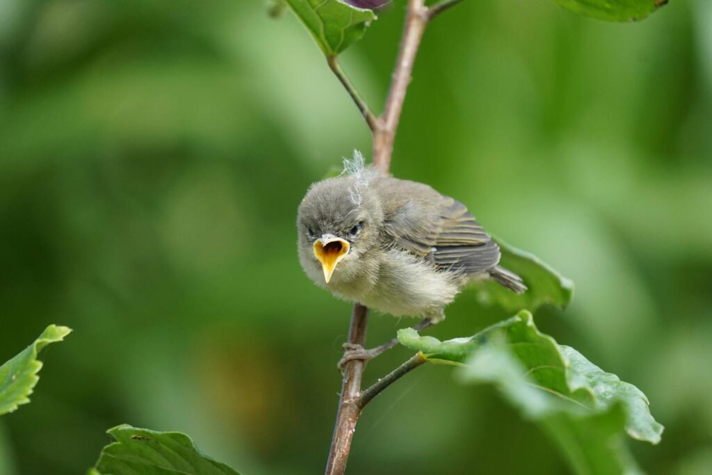 A fledgling Seychelles warbler with downy gray feathers perches on a small branch with its beak wide open.