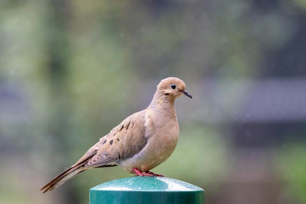 A mourning dove perched on a post in Southborough, MA
