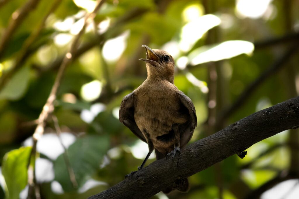 A Brown Rock Chat sings from a tree branch.
