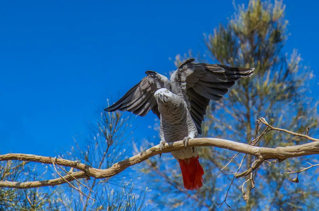 An African Grey Parrot with open wings perched on a branch against a clear blue sky.