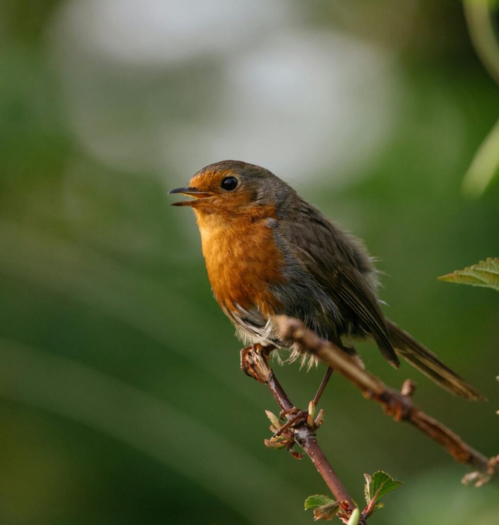 A detailed shot of a European robin perched on a branch against a blurred natural background.