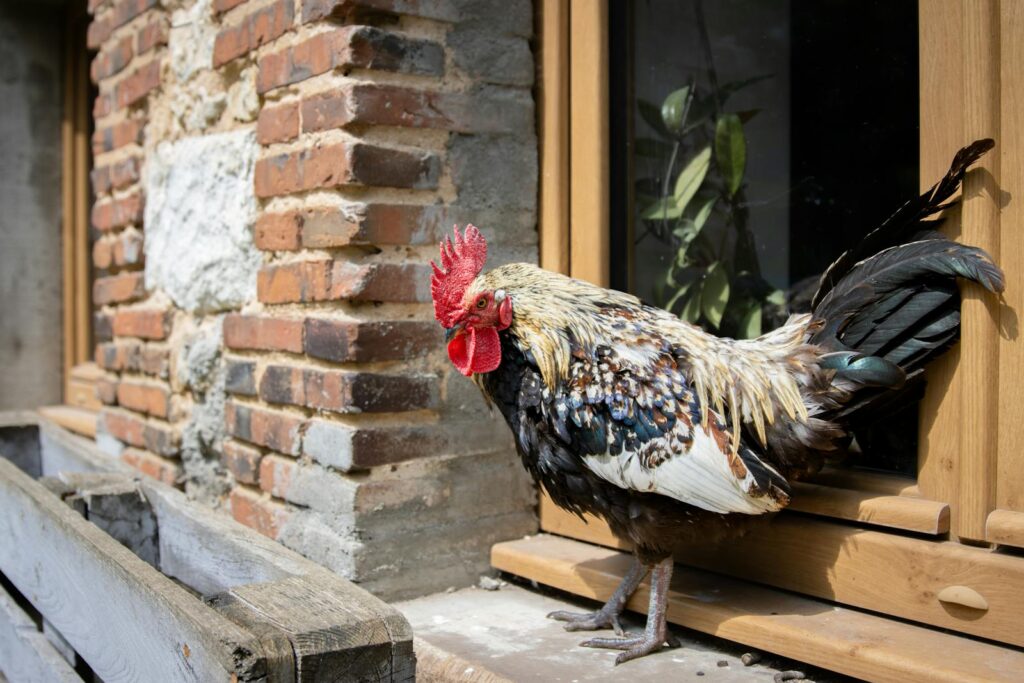 A vibrant rooster sitting on a rustic windowsill, showcasing rural charm.
