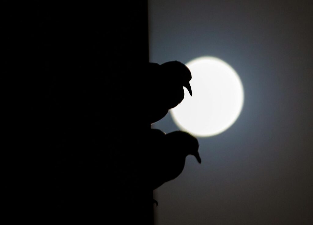 Silhouetted birds in front of a glowing full moon create a mysterious scene.