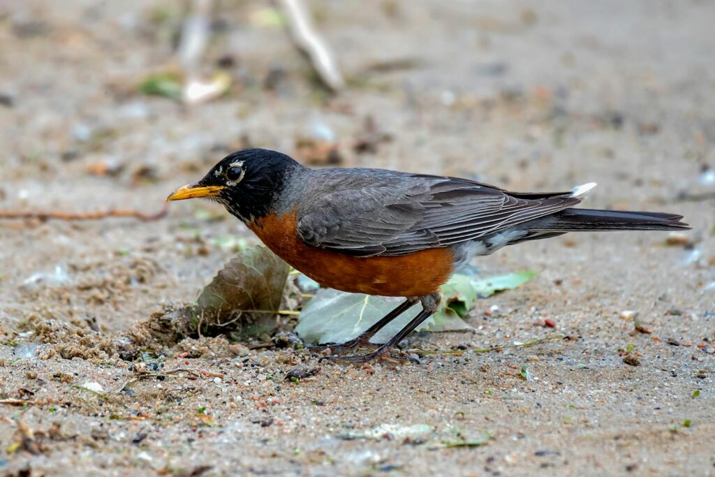 Close-up of an American Robin searching for food on the ground.