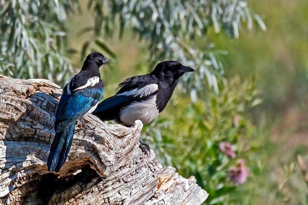 Two magpies perched on a tree trunk in Aurora, Colorado during a sunlit day.