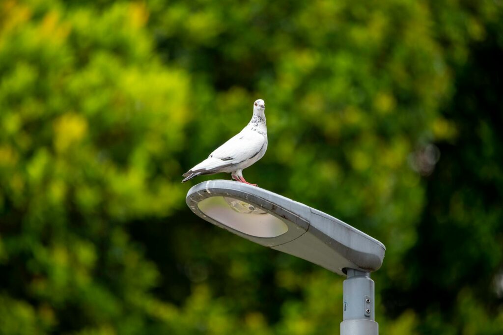 A white pigeon peacefully perches on an outdoor streetlight surrounded by lush greenery.