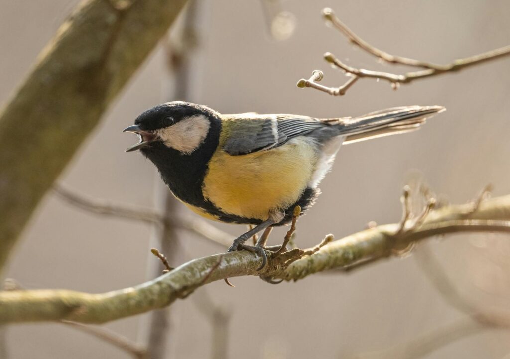 Close-up of a great tit bird singing on a branch in natural habitat.