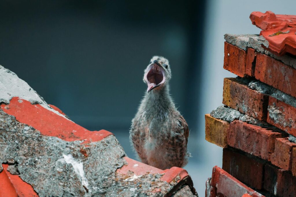 A fledgling bird calling loudly while perched on old brick ruin.