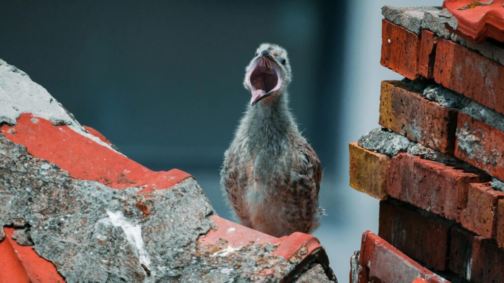 A fledgling bird calling loudly while perched on old brick ruin.
