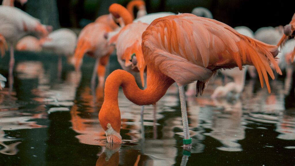 Flamingos wading and feeding in shallow water.