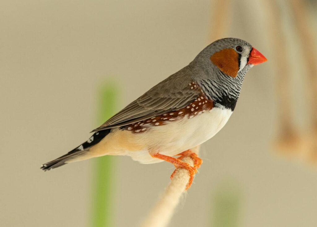 A colorful Zebra Finch perches on a soft support.