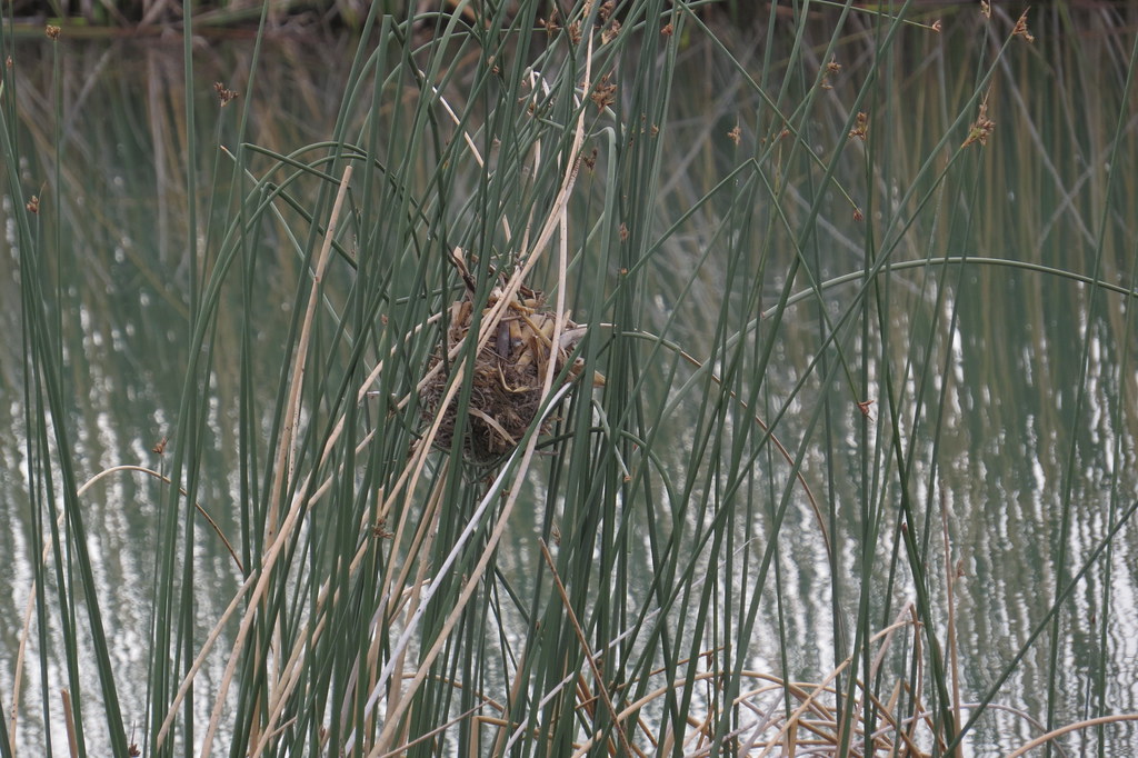 A marsh wren's woven nest is nestled among tall reeds near the water's edge.