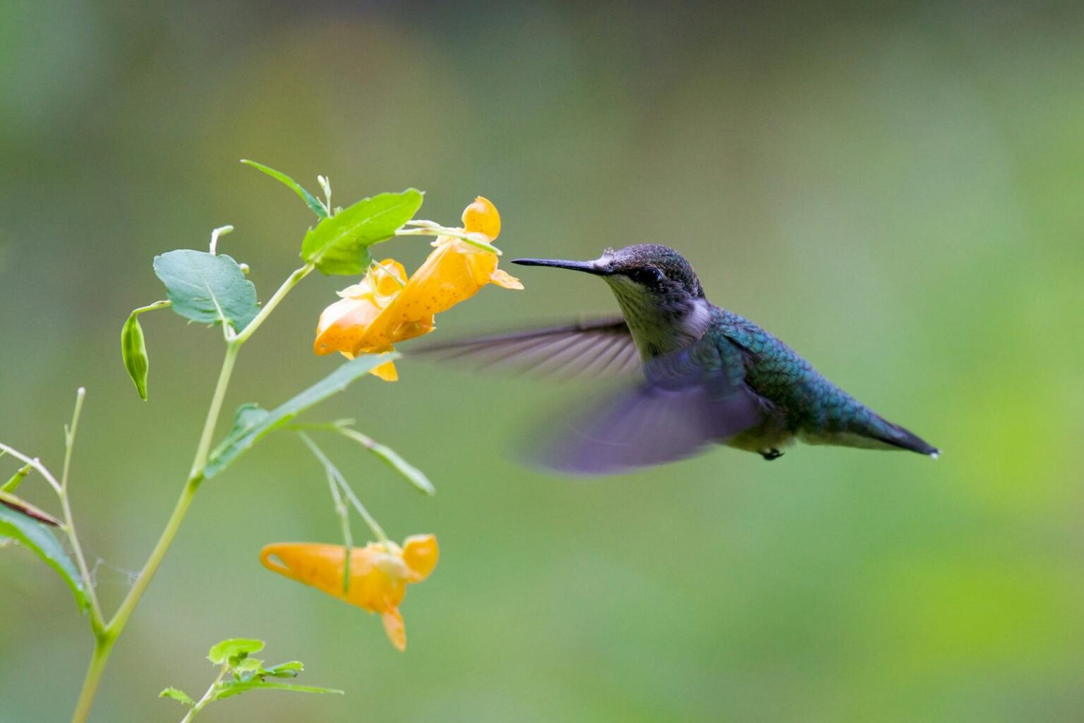 What’s the Rarest Hummingbird in the World? - bird-life.com