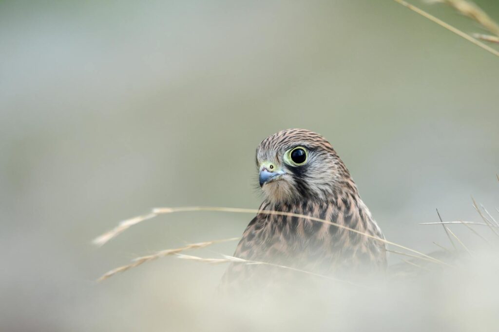A detailed close-up of a common kestrel, showcasing its head through blurred natural surroundings.
