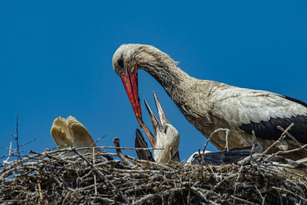 White storks nurturing their young in a nest during a sunny day, showcasing wildlife parenting.
