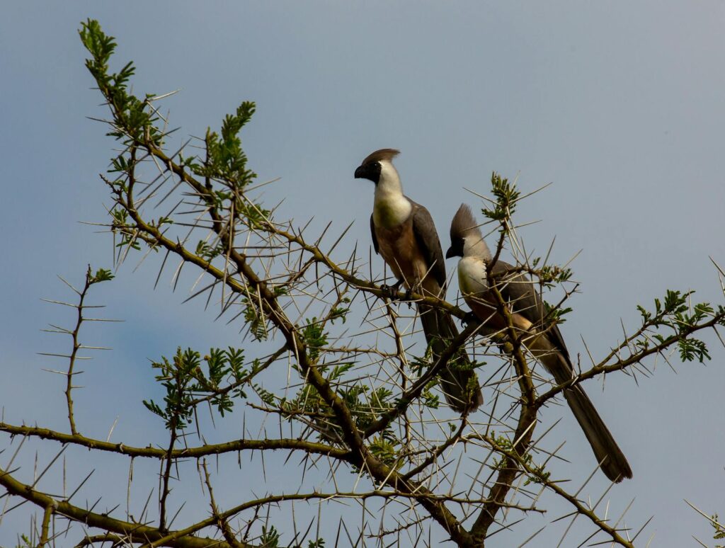Two crested couas lightly perched on a thorny tree branch with clear blue sky background.