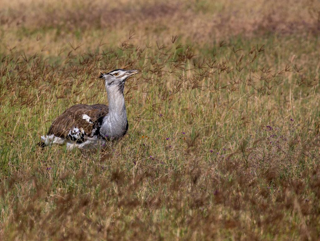 A Kori Bustard blending into the grassland, showcasing its natural habitat.
