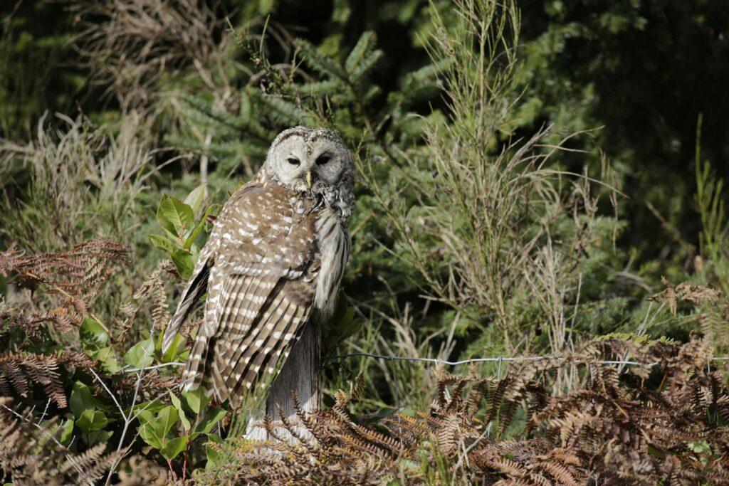 A majestic barred owl perched in a dense forest environment in summertime.